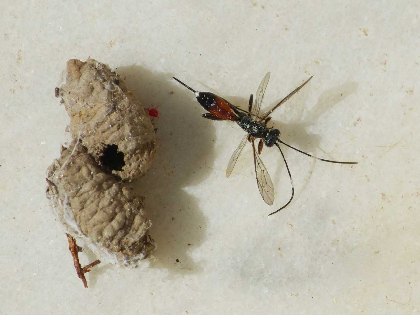 Ichneumonidae parassita di Pompilidae